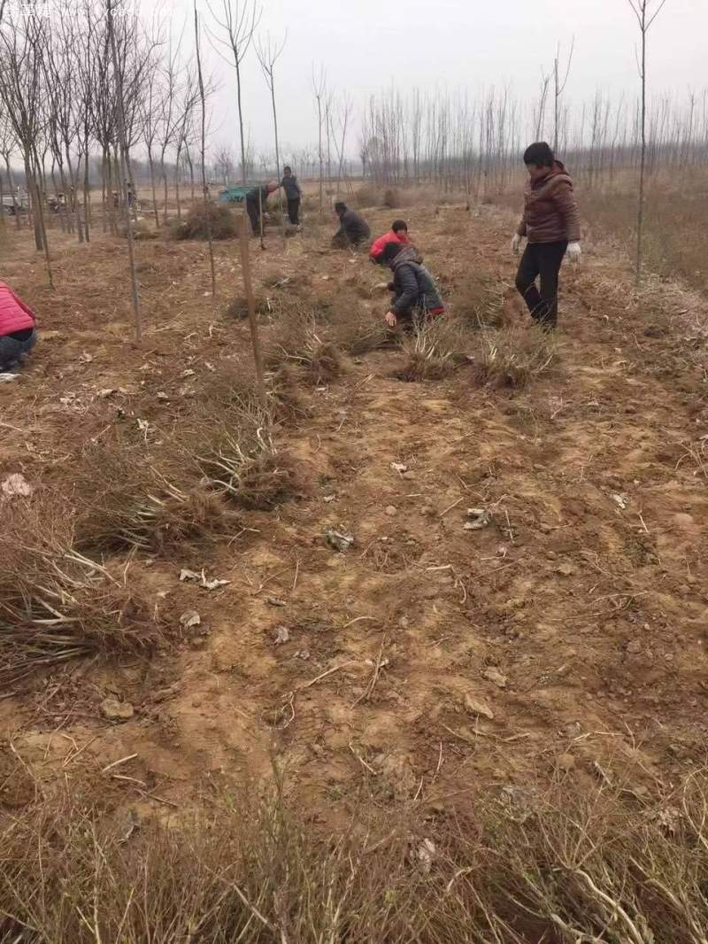 金銀花苗小苗樹苗