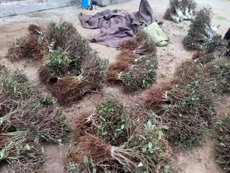 金銀花苗小苗樹苗