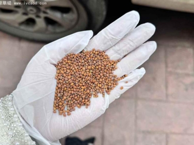 肥田蘿卜種子綠肥植物