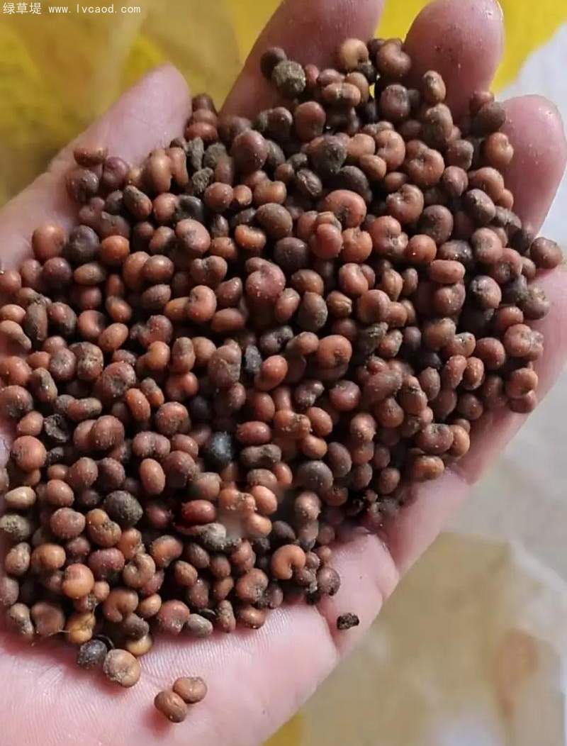 五味子種子