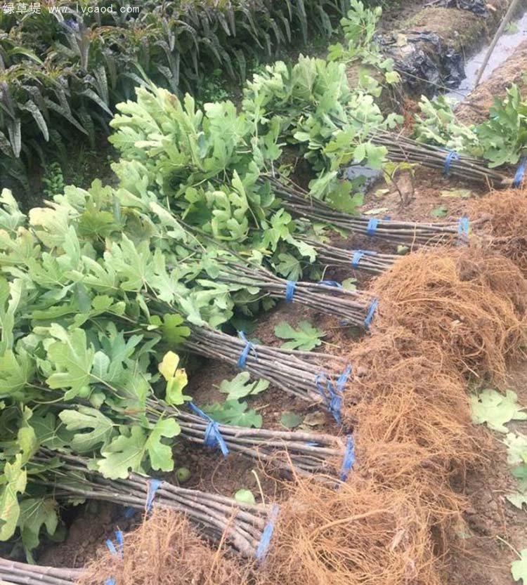 無花果樹苗
