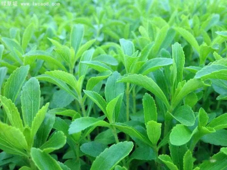 甜葉菊生長(zhǎng)狀態(tài)