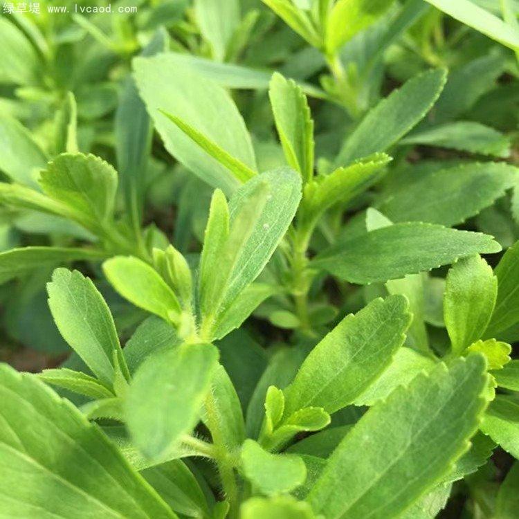 甜葉菊生長(zhǎng)狀態(tài)葉片