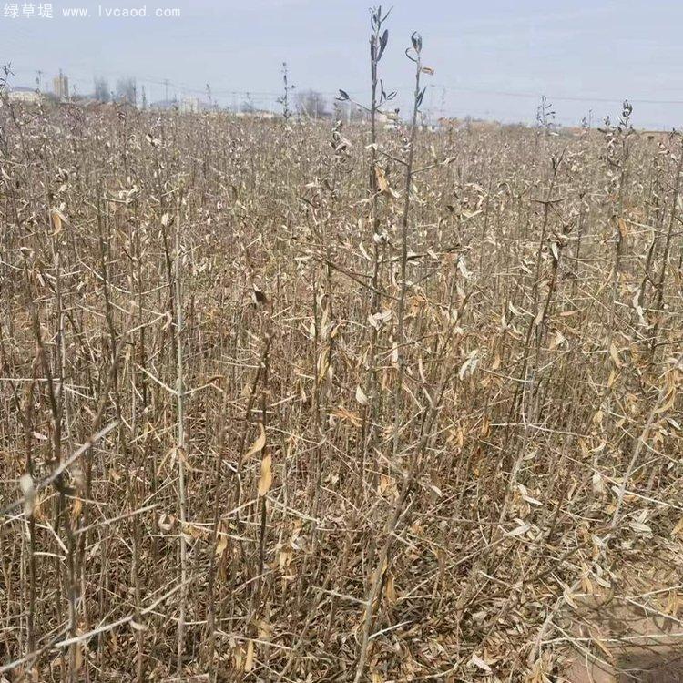 沙棘小苗種植基地