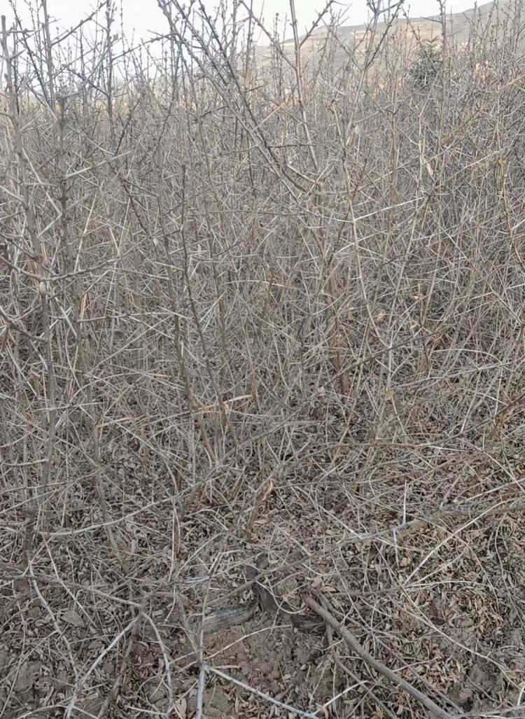 沙棘小苗種植基地