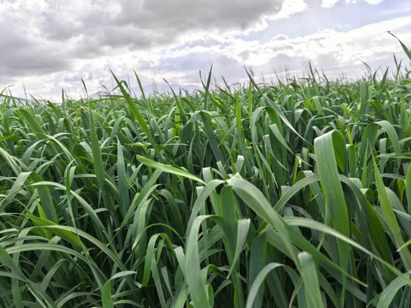 飼草專用型燕麥葉片葉子