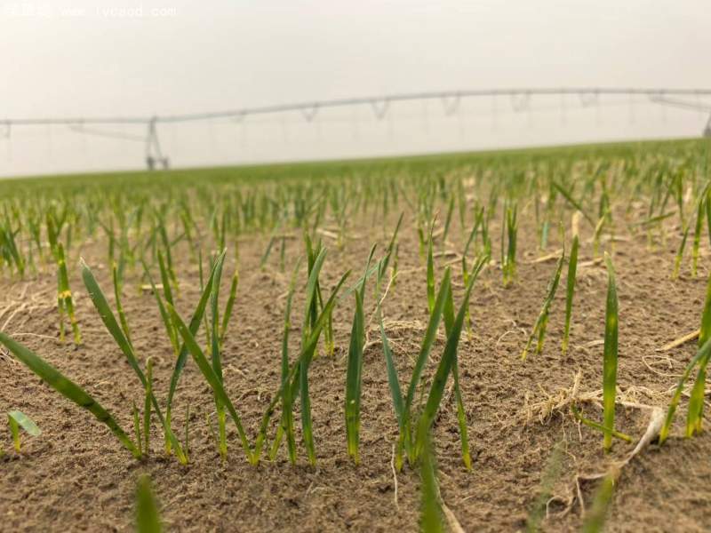 飼草專用型燕麥出苗期