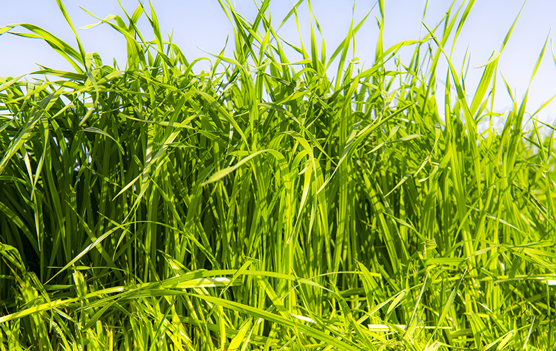 魚喜歡吃的牧草青草