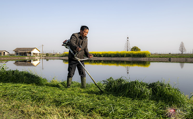 魚喜歡吃的牧草青草