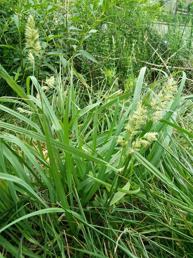 鴨茅草葉子和穗