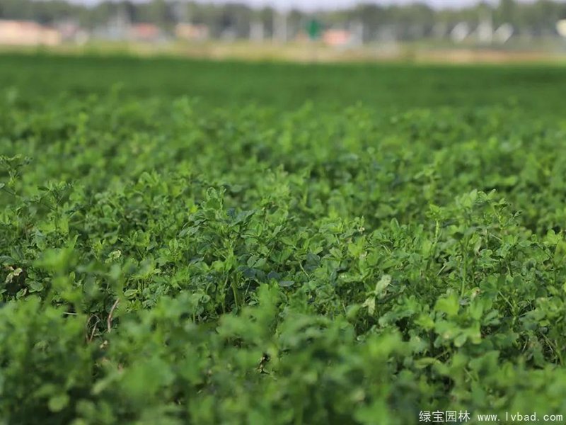 紫花苜蓿種植農(nóng)場