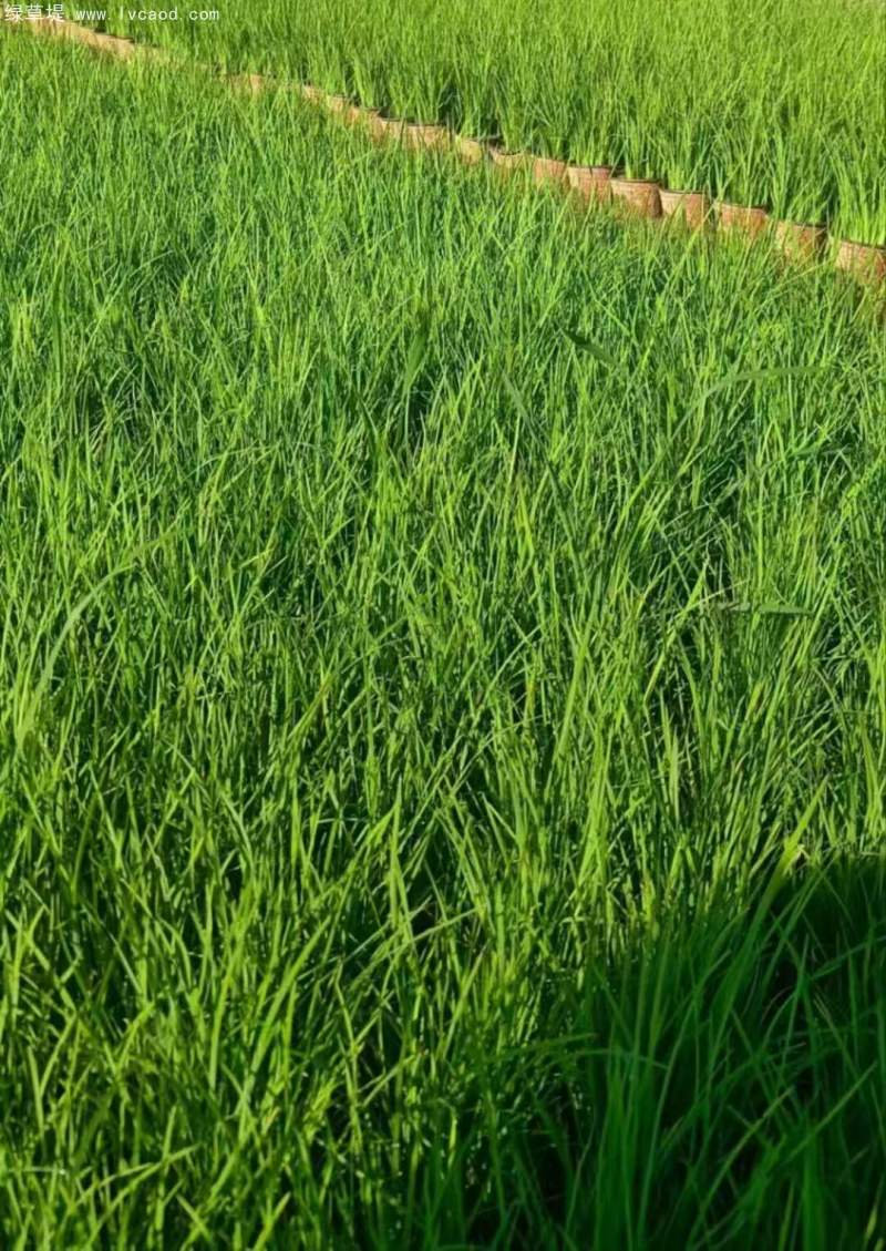 馬蘭盆栽杯苗容器苗