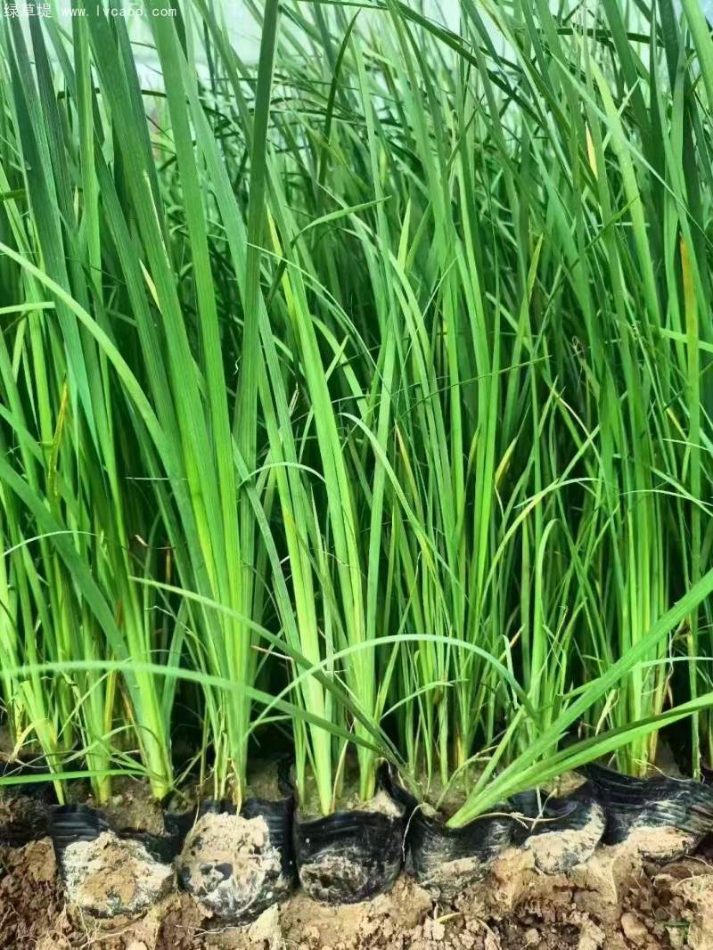 馬蘭盆栽杯苗容器苗