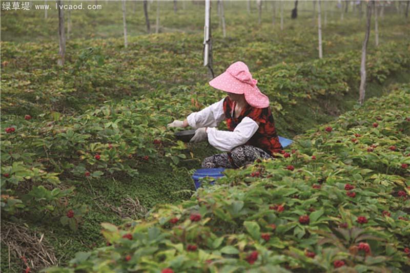 西洋參種子采摘