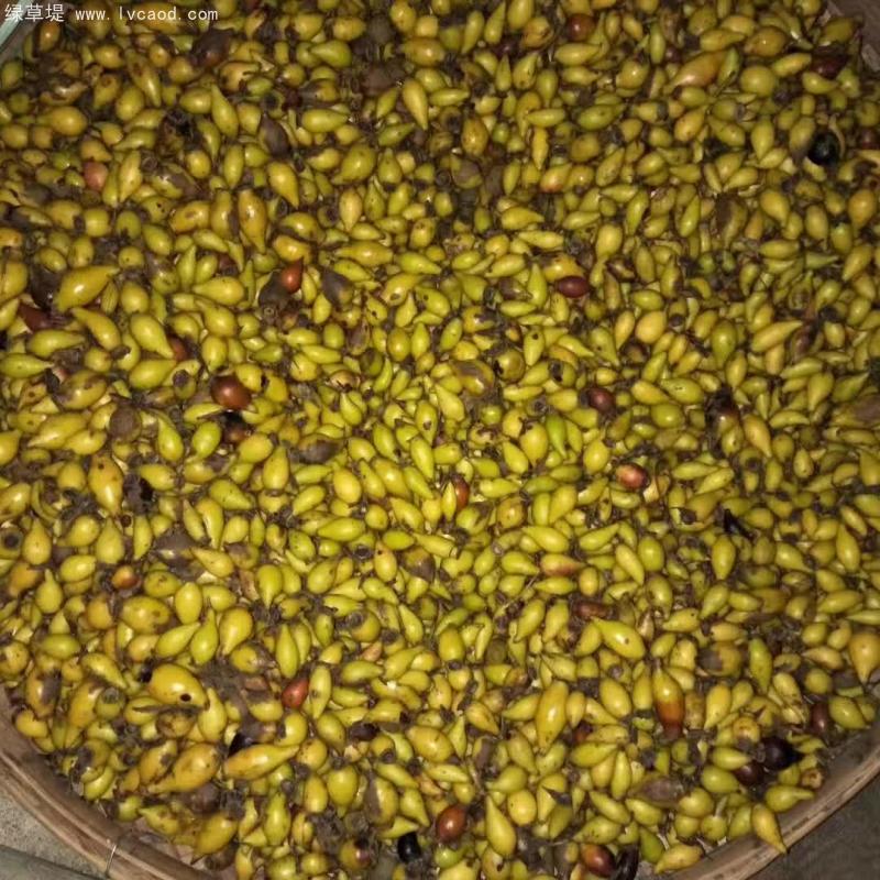 金櫻子種子基地采收現(xiàn)場