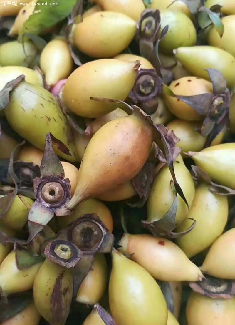 剛采摘的金櫻子果實