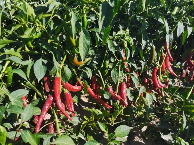 辣椒豐收