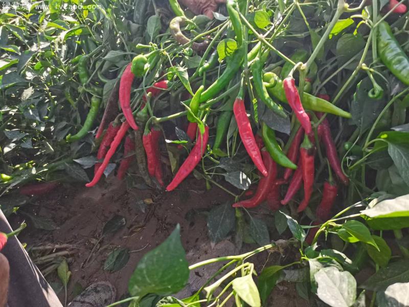 辣椒豐收