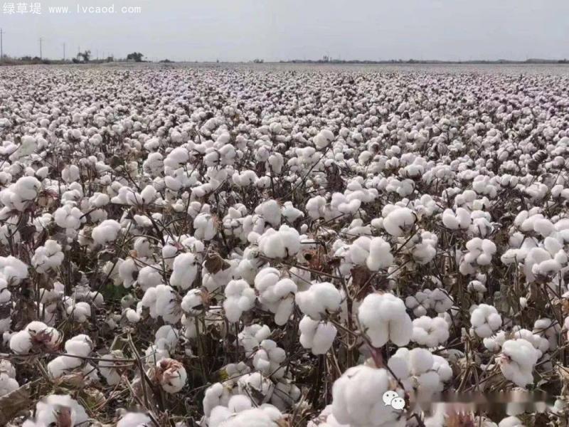 棉花植株田