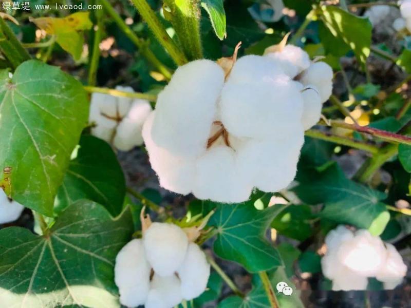 棉花植株田