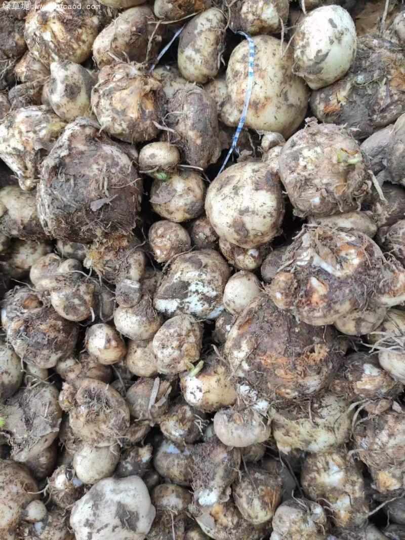 天南星種球根莖