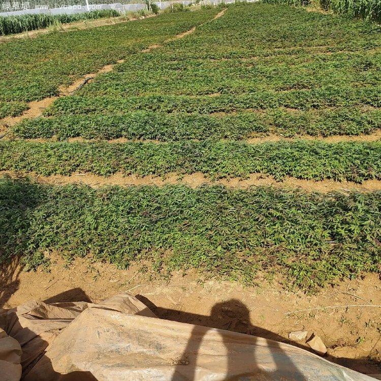 香椿種子出芽以后