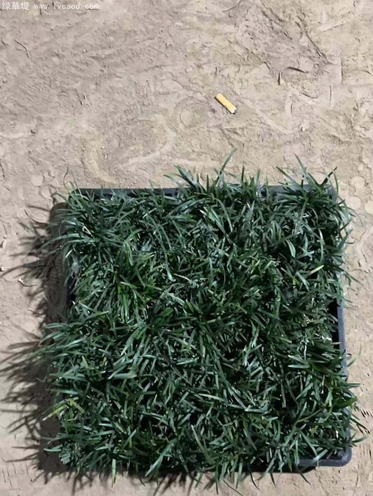 日本矮麥冬托盤苗