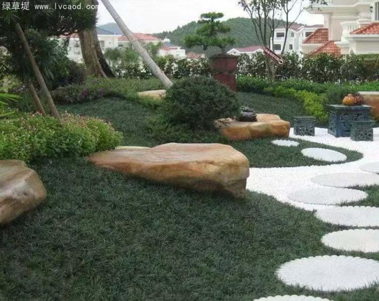 日本矮麥冬托盤苗綠化效果