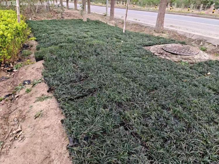 日本矮麥冬托盤苗綠化效果