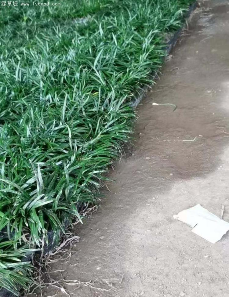 日本矮麥冬托盤苗