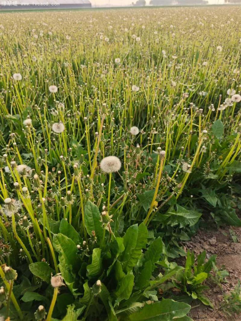 蒲公英葉子和花傘
