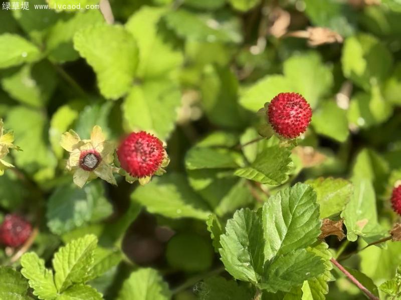蛇莓果實(shí)