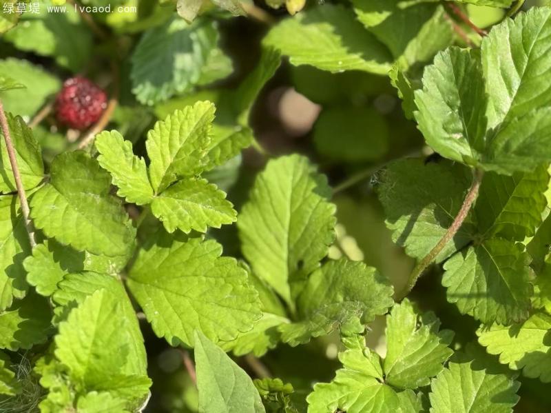 蛇莓葉片葉子