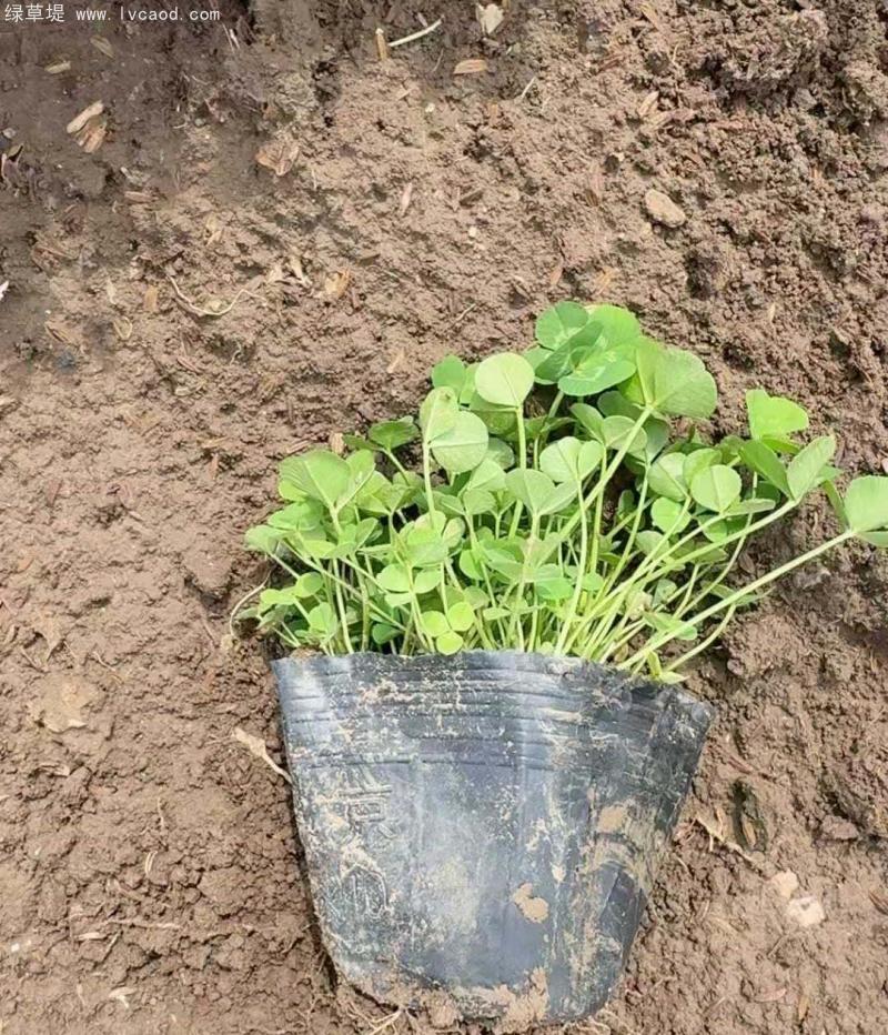 三葉草盆栽