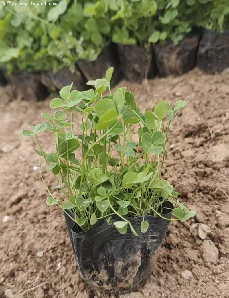 三葉草盆栽