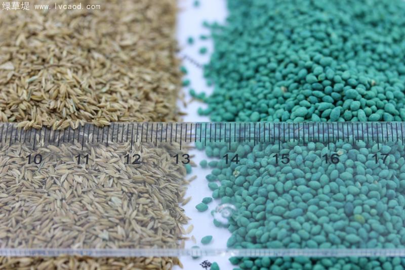 早熟禾包衣種子和早熟禾凈子對比照片