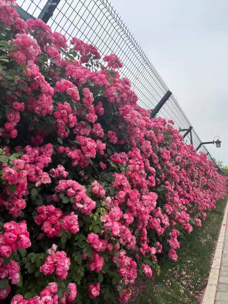 藤本月季景觀綠化效果