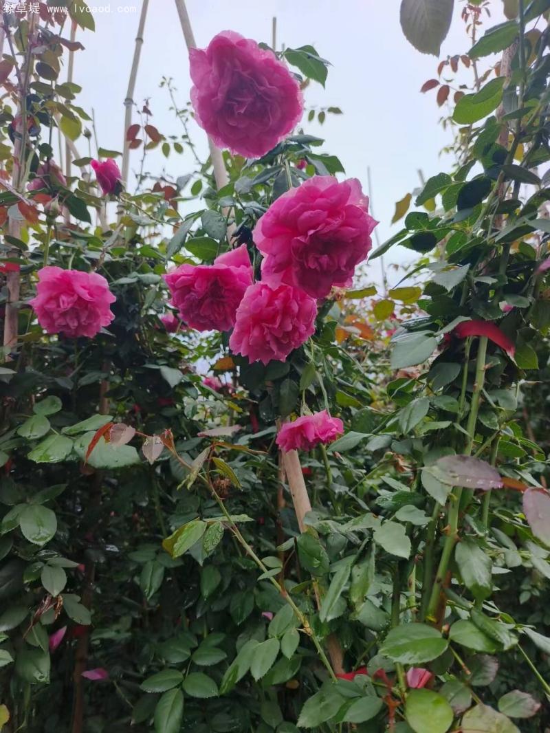 藤本月季葉子和花朵