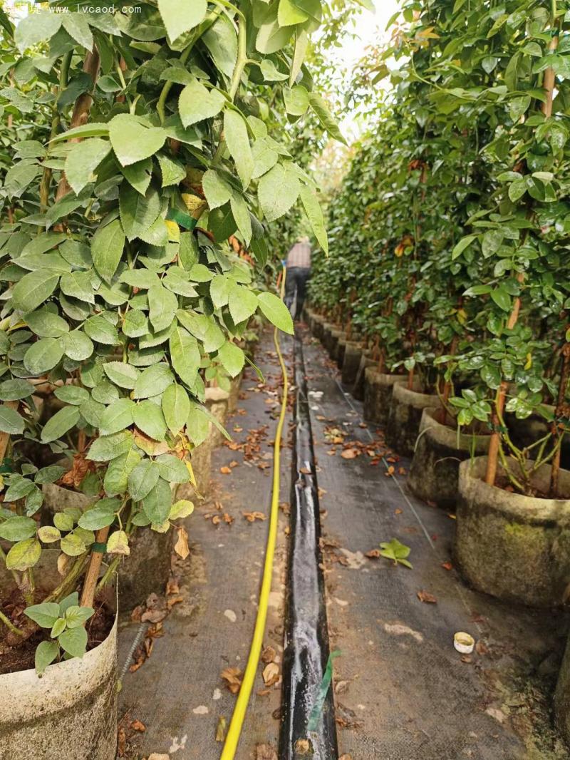 藤本月季植株培育中