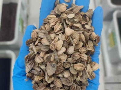 沙參南沙參北沙參