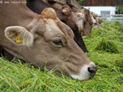 牛喜歡吃的草